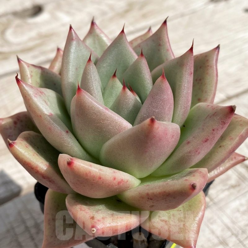 SH5339 Echeveria agavoides hybrid