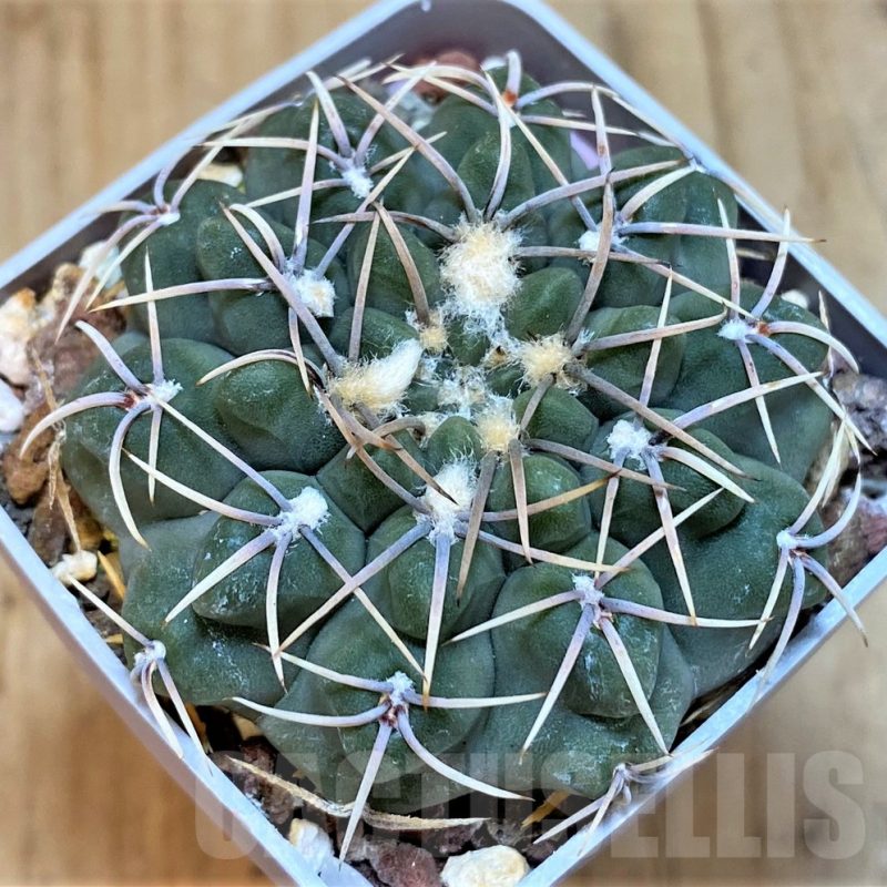 SH536 Gymnocalycium intertextum P 81