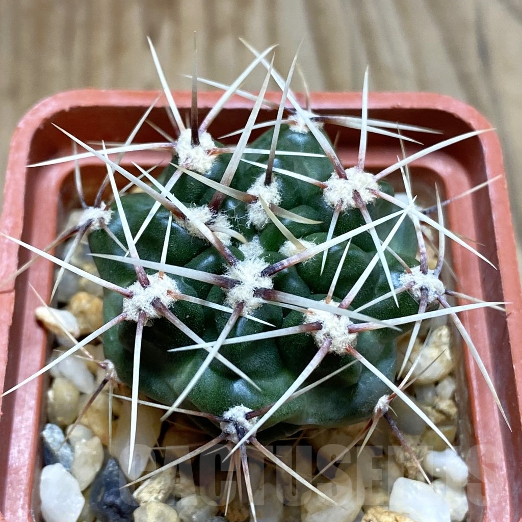SH5420 Gymnocalycium monvillei ssp. gertrudae VG 1156, San Luis, El Triangulo 1567m, Argentina
