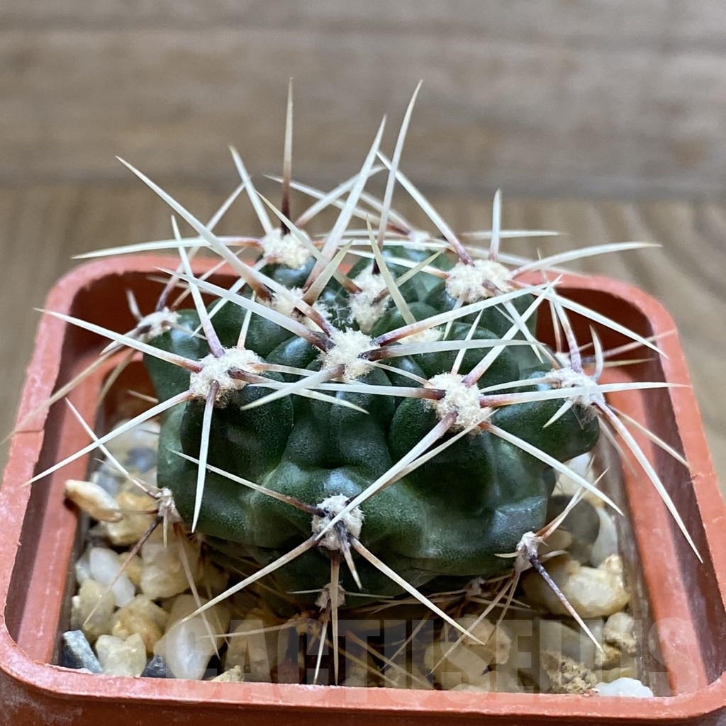 SH5420 Gymnocalycium monvillei ssp. gertrudae VG 1156, San Luis, El Triangulo 1567m, Argentina - Image 2