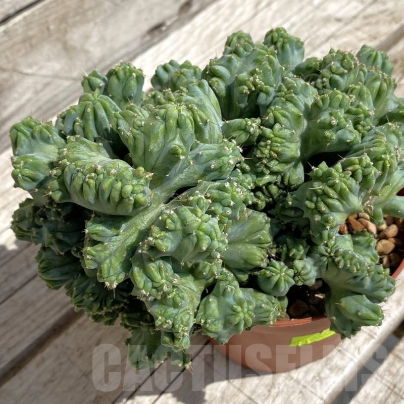 SH5425 Myrtillocactus geometrizans f. cristata