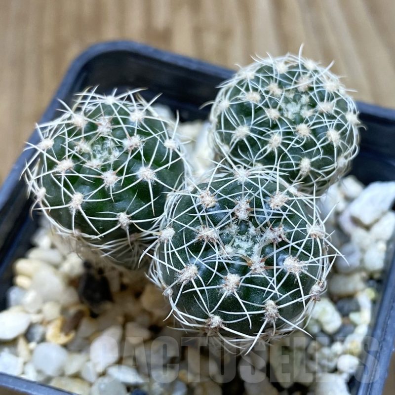 SH5428 Gymnocalycium bruchii, 3 plants