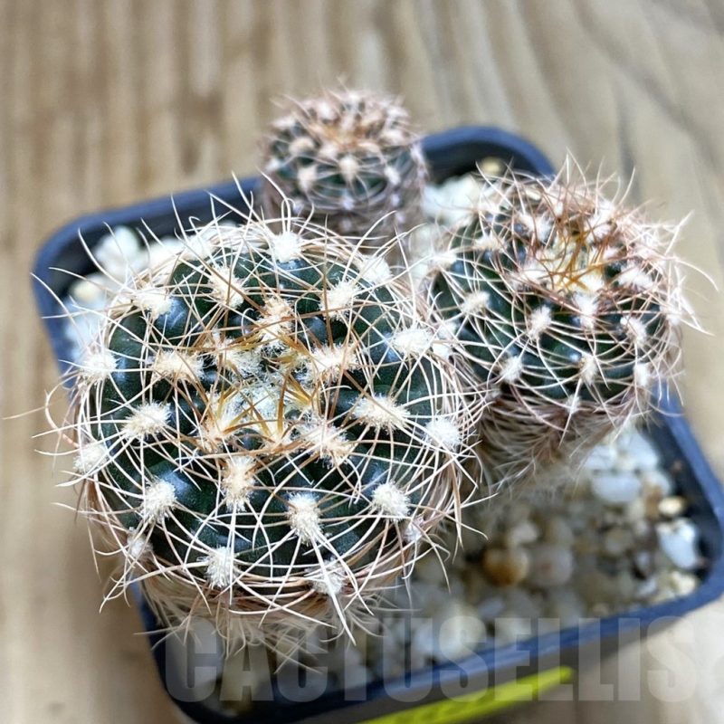 SH5429 Gymnocalycium bruchii ssp. melojeri VG 272, 3 plants