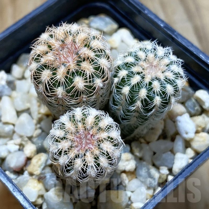 SH5430 Gymnocalycium bruchii v. pawlovskyi VG 545, 3 plants