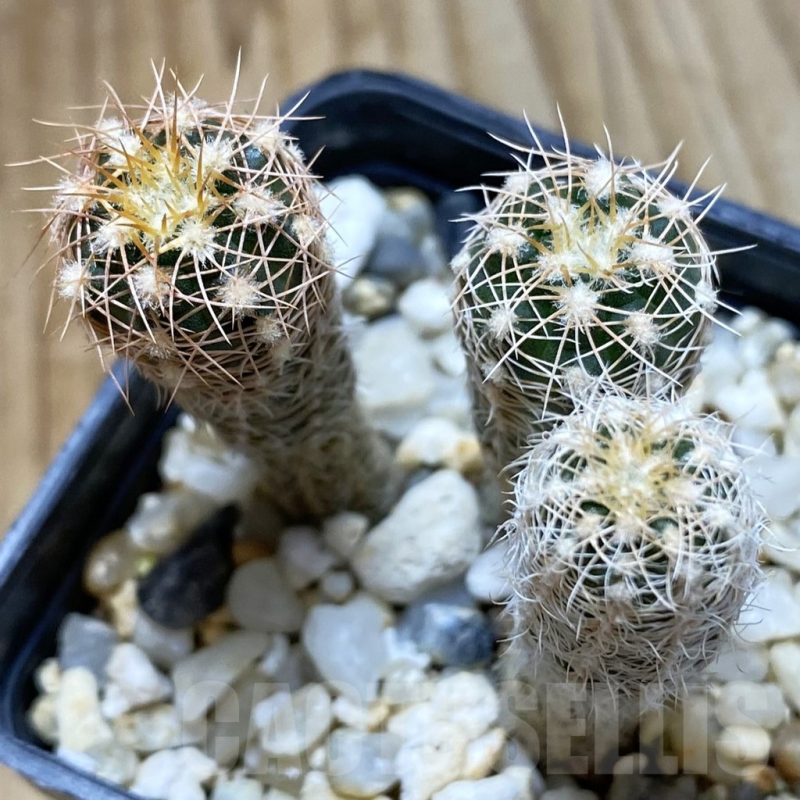 SH5431 Gymnocalycium carolinense ssp. ludwigii STO 880, 3 plants