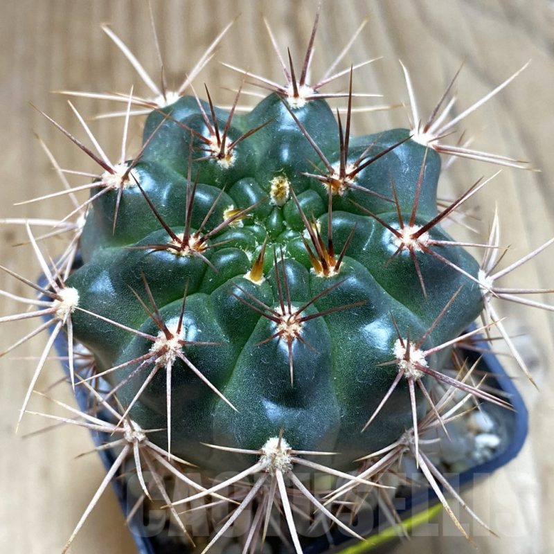 SH5432 Gymnocalycium neuhuberi