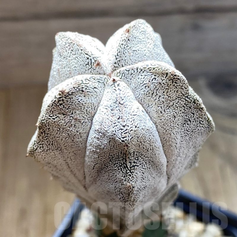 SH5436 Astrophytum myriostigma ‘Onzuka’, grafted