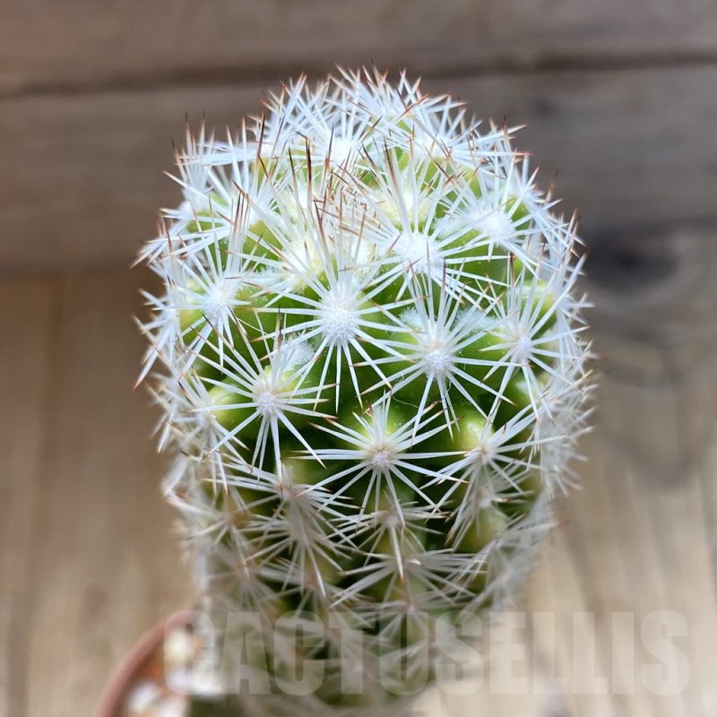 SH5438 Escobaria grata f. variegata