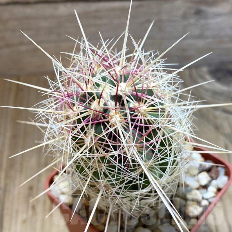 SH5439 Thelocactus bicolor v. bolaensis SB 607, Mexicó