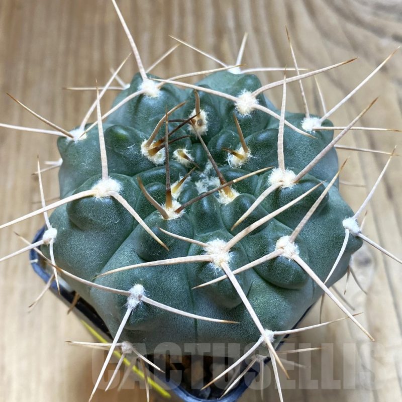 SH5452 Gymnocalycium intertextum, long spines
