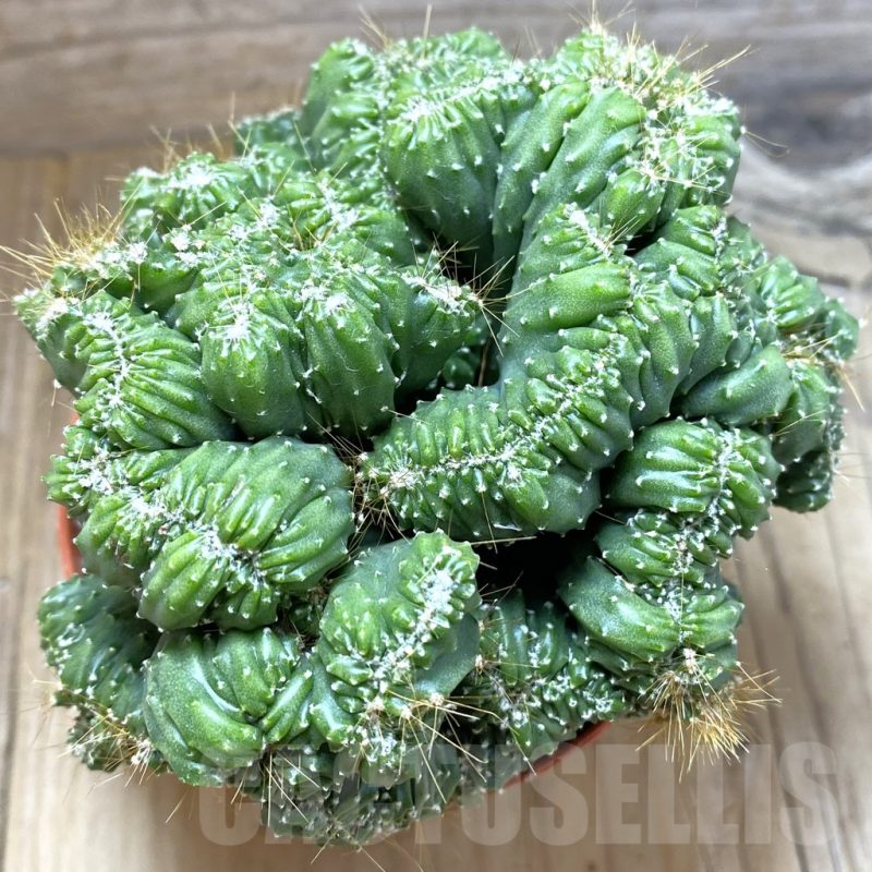 SH5484 Cereus peruvianus 'Coral', clon 1