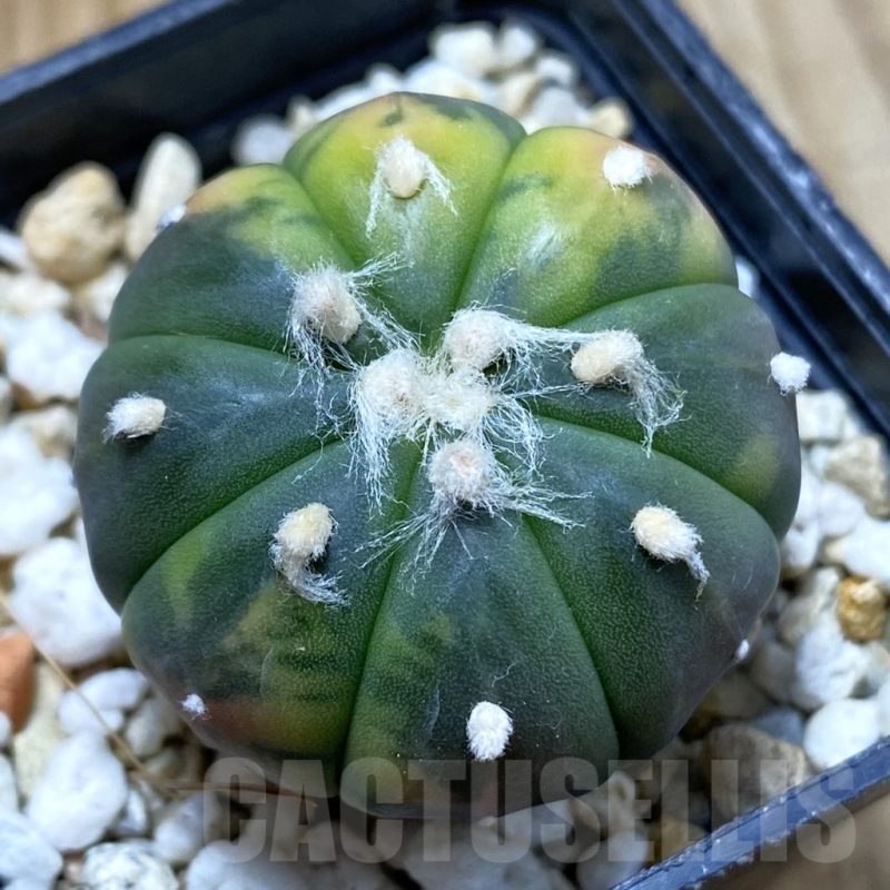 SH5501 Astrophytum asterias ‘Red Purple Skin’ f. variegata