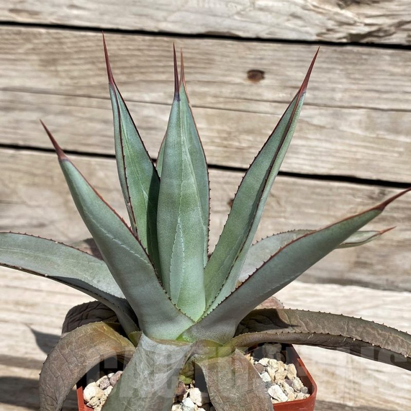 SH5531  Agave 'Blue emperor'