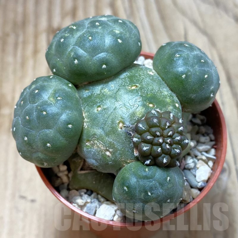 SH5549 Puna bonnieae, grafted