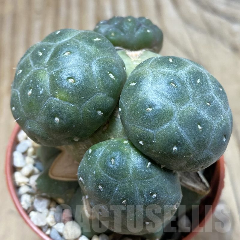 SH5550 Puna bonnieae, grafted