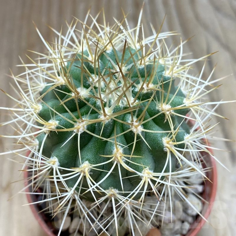 SH5552 Pyrrhocactus eriosyzoides seedling, grafted