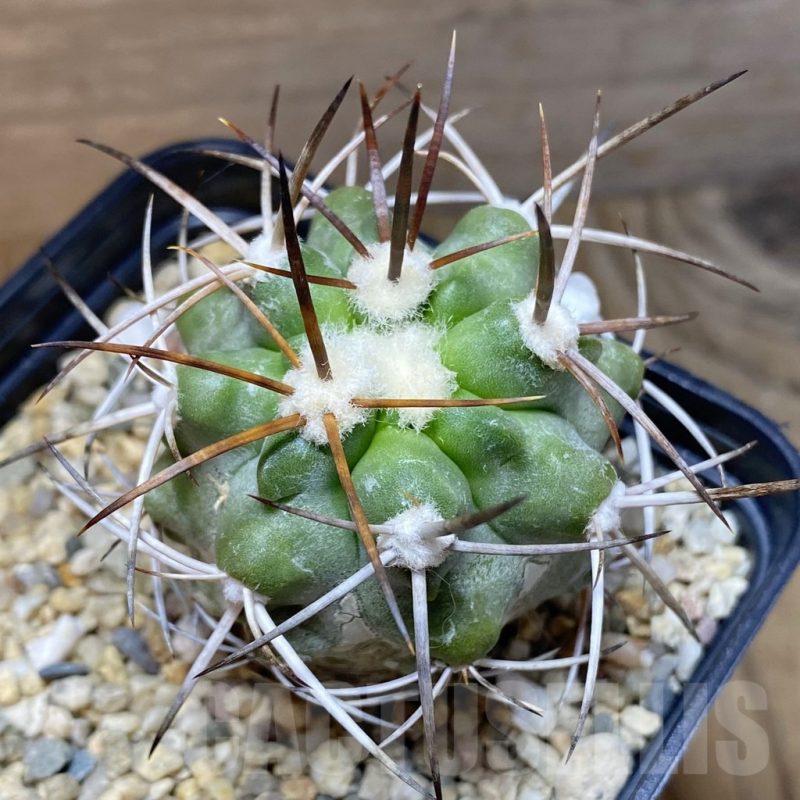SH5578 Copiapoa alticostata