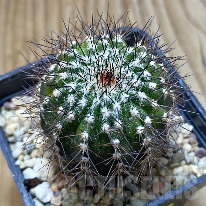 SH5597 Uebelmannia pectinifera v. multicostata RNK11, grafted