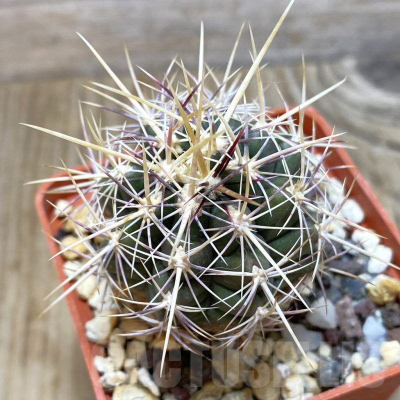 SH562 Thelocactus bicolor