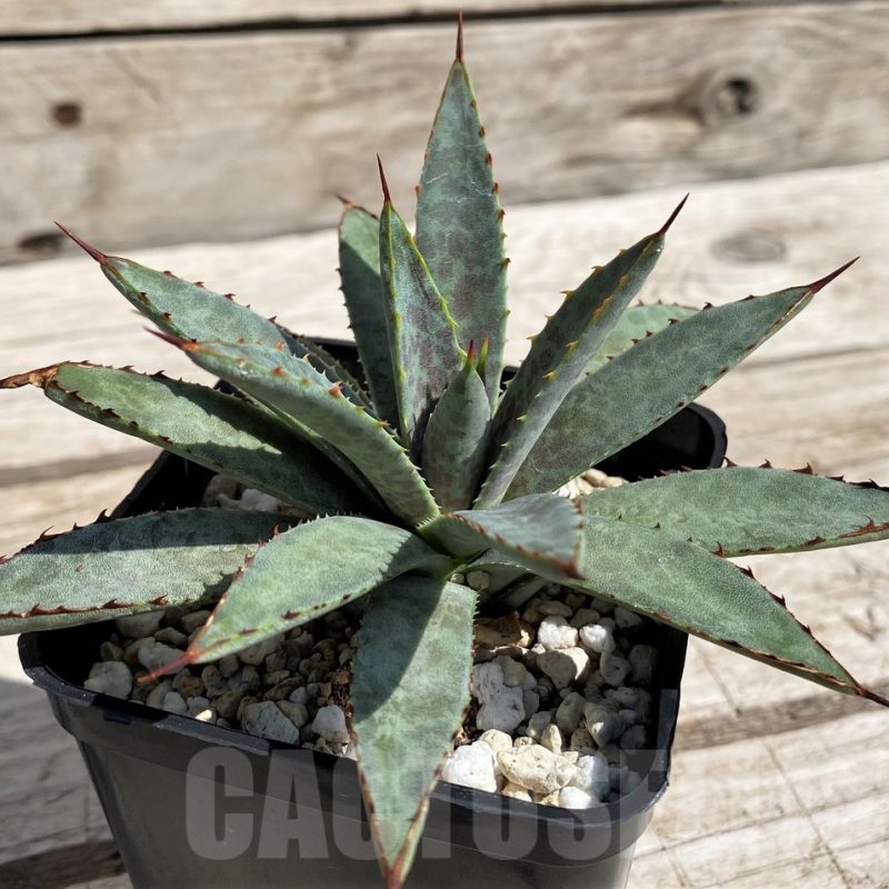 SH5625 Mangave ‘Bloodspot’