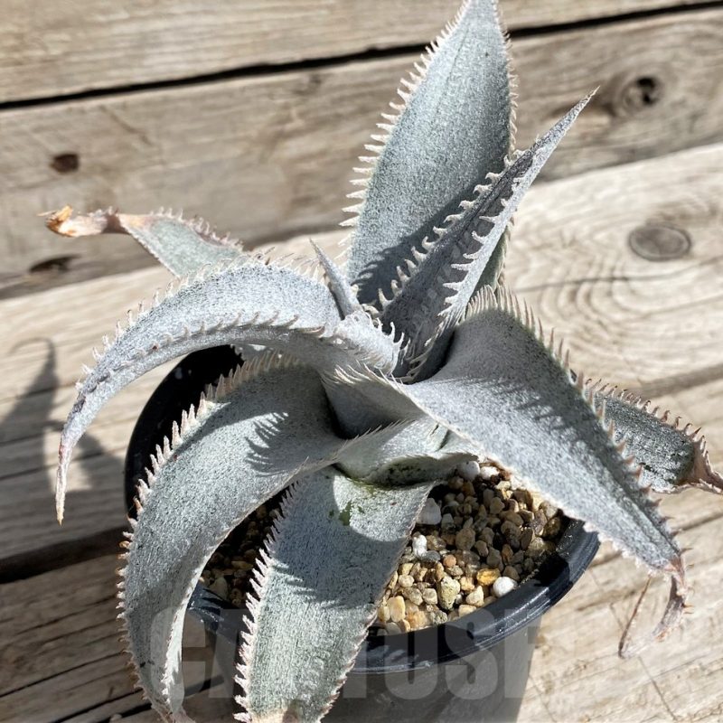 SH5628 Dyckia marnier-lapostollei ‘Pink Spine’