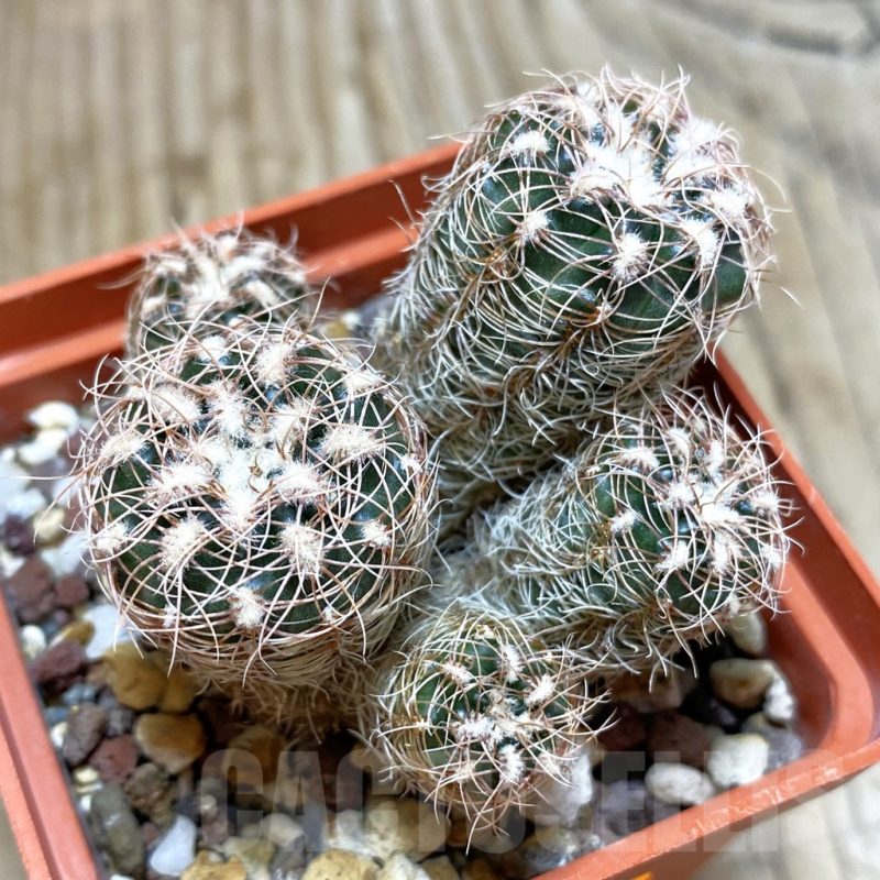 SH563 Gymnocalycium bruchii ssp. melojeri VG 272