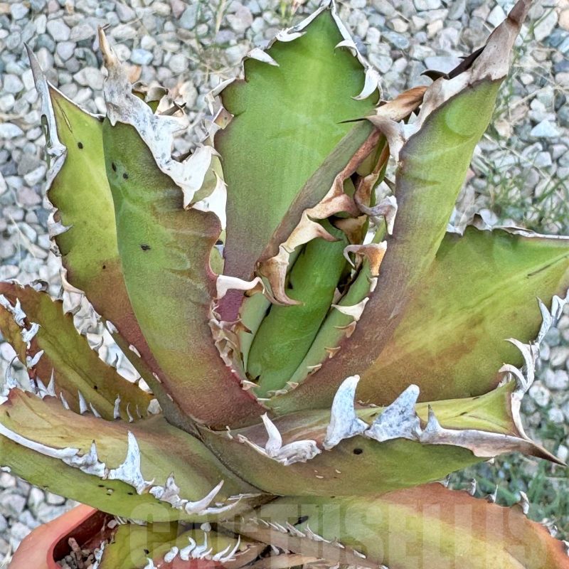 SH5639 Agave titanota 'Red Catweazle'