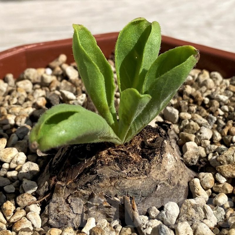 SH5655 Aeollanthus subacaulis light green