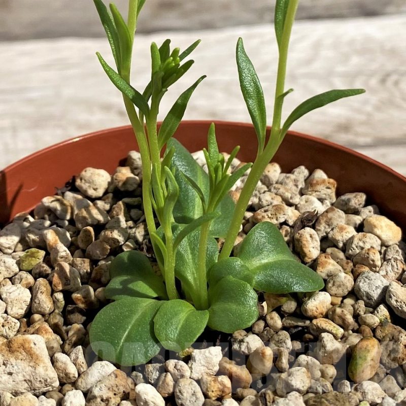 SH5657 Aeollanthus aff. subacaulis v. linearis