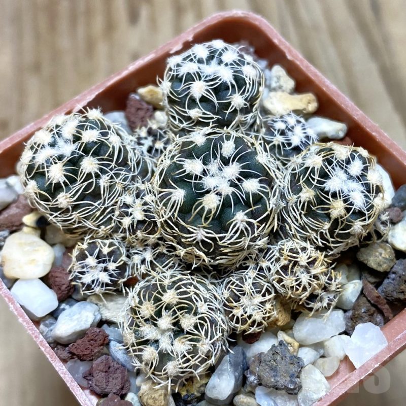 SH566 Gymnocalycium bruchii -Bercht- 2042