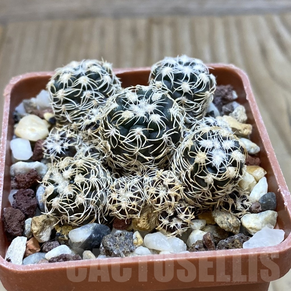SH566 Gymnocalycium bruchii -Bercht- 2042 - immagine 2