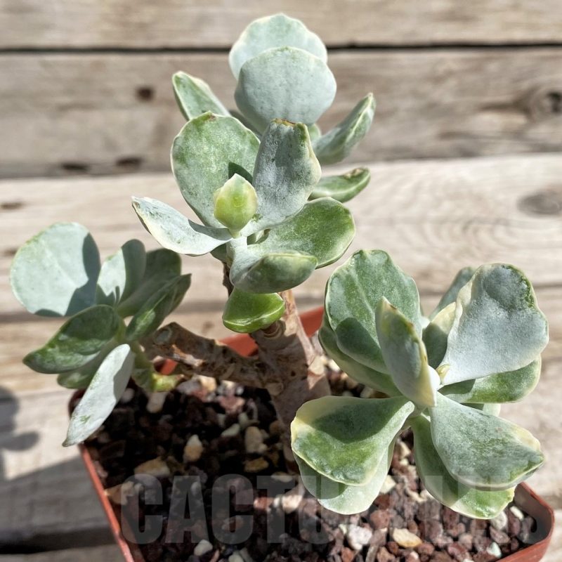 SH5665 Cotyledon undulata f. variegata