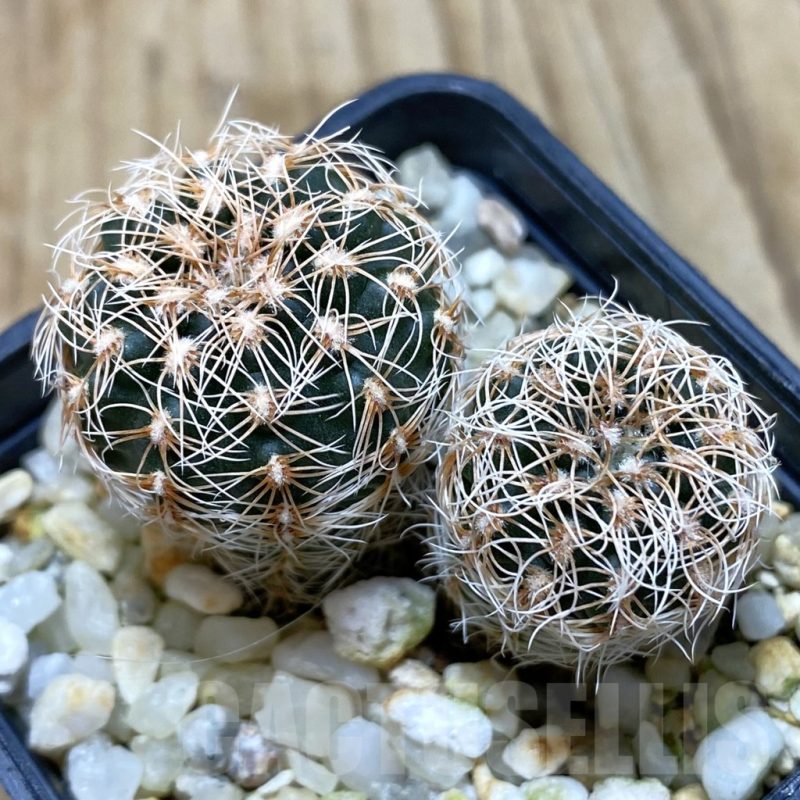 SH567 Gymnocalycium carolinense ssp. ludwigii GN 1551, 2 plants