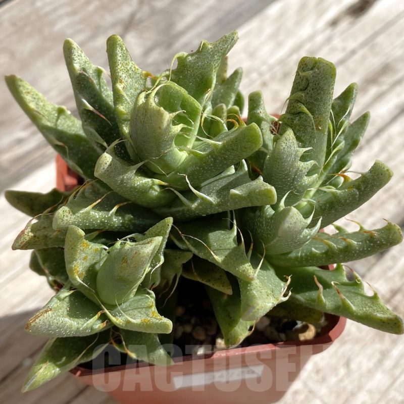 SH5670 Faucaria felina SH 2388