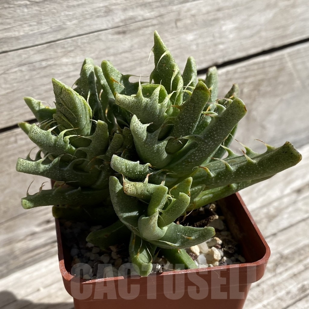 SH5670 Faucaria felina SH 2388 - Obrázek 2