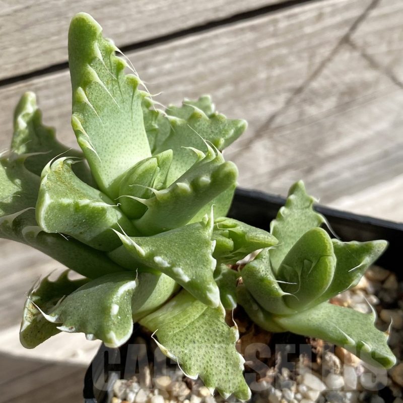 SH5671 Faucaria cradockensis -Mortimer-
