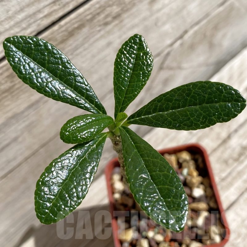 SH5682 Dorstenia gigas