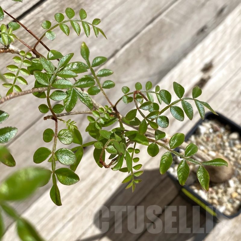 SH5683 Operculicarya borealis, seedling