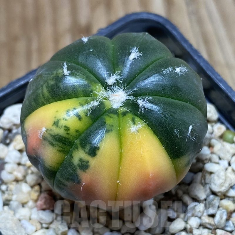 SH5690 Astrophytum asterias ‘Red Purple Skin’ f. variegata