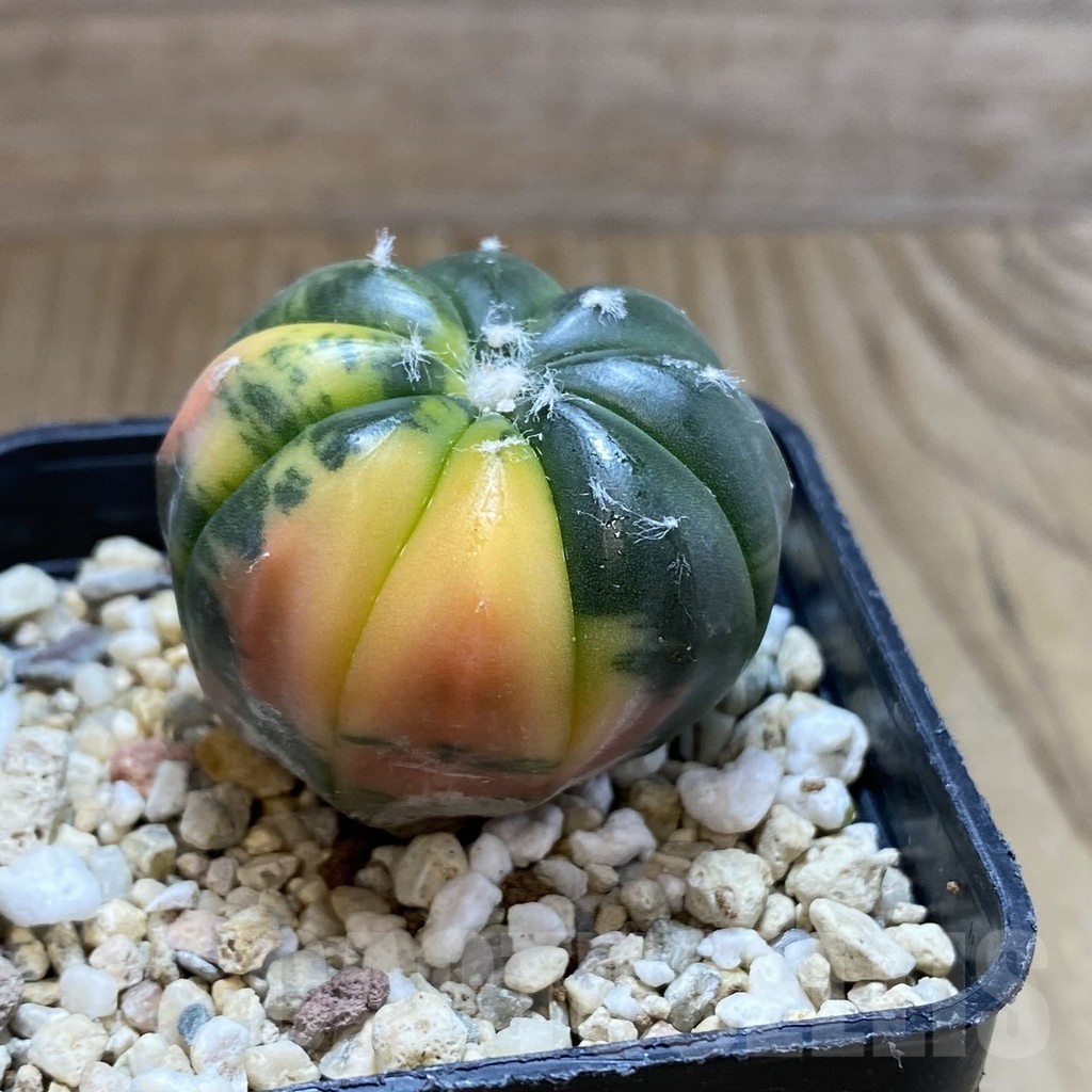 SH5690 Astrophytum asterias ‘Red Purple Skin’ f. variegata - immagine 2