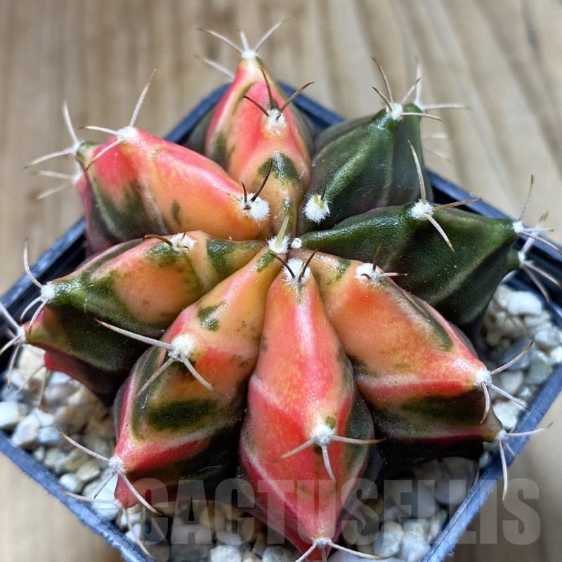 SH5699 Gymnocalycium mihanovichii f. variegata, seedling