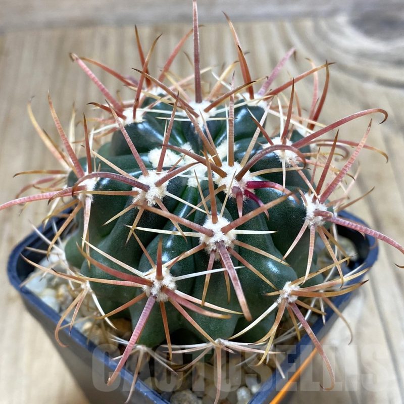 SH570 Ferocactus fordii