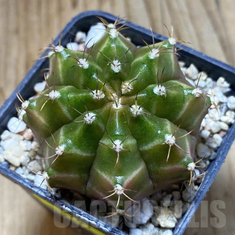 SH5701 Gymnocalycium mihanovichii ‘Neon’ hybrid, seedling