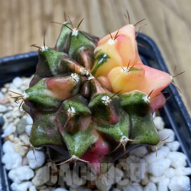 SH5703 Gymnocalycium mihanovichii ‘Transformer’ f. variegata, seedling