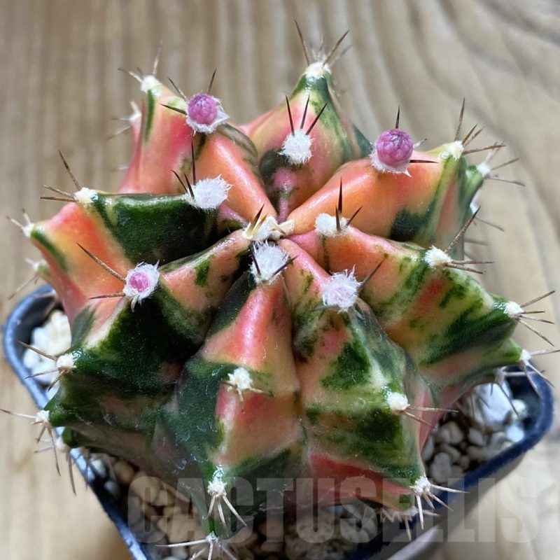 SH5704 Gymnocalycium mihanovichii f. variegata, seedling