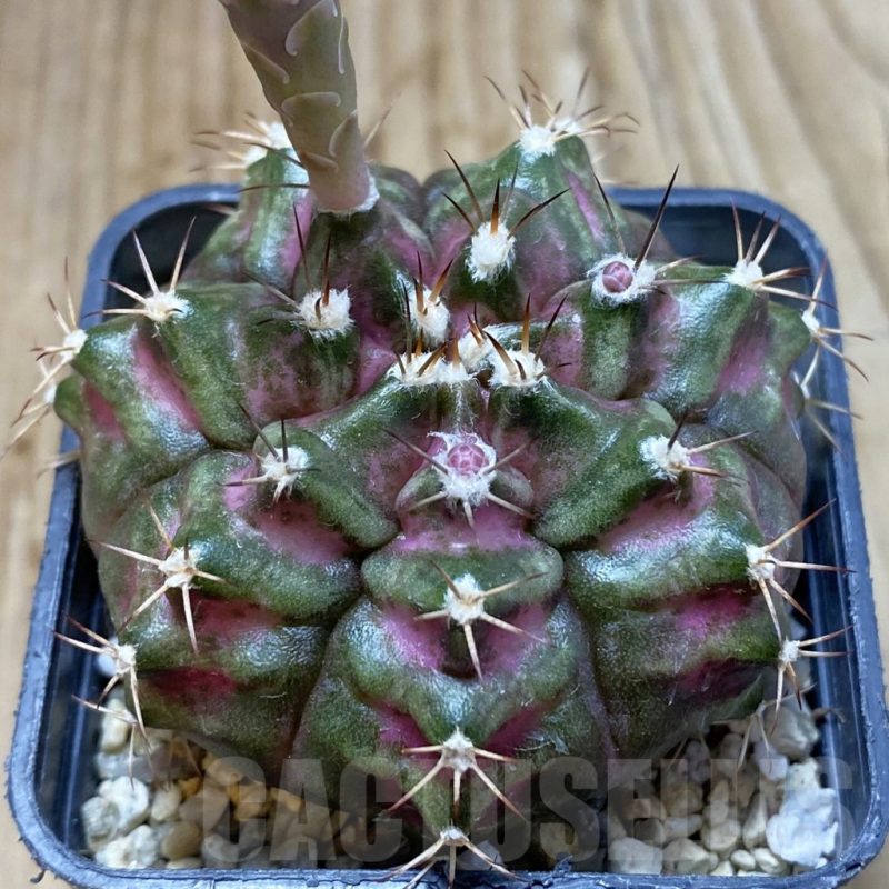 SH5710 Gymnocalycium mihanovichii 'T-Rex'