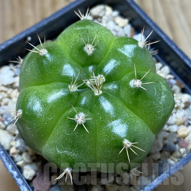 SH5713 Gymnocalycium mihanovichii ‘Green Marble’