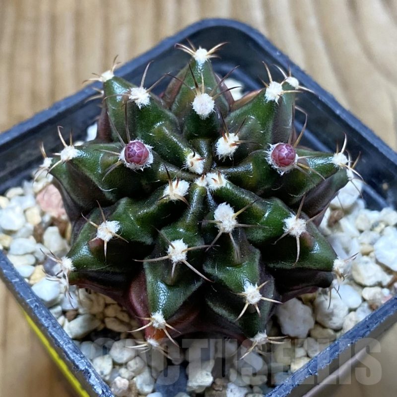 SH5729 Gymnocalycium mihanovichii ‘Sepia’ hybrid, seedling