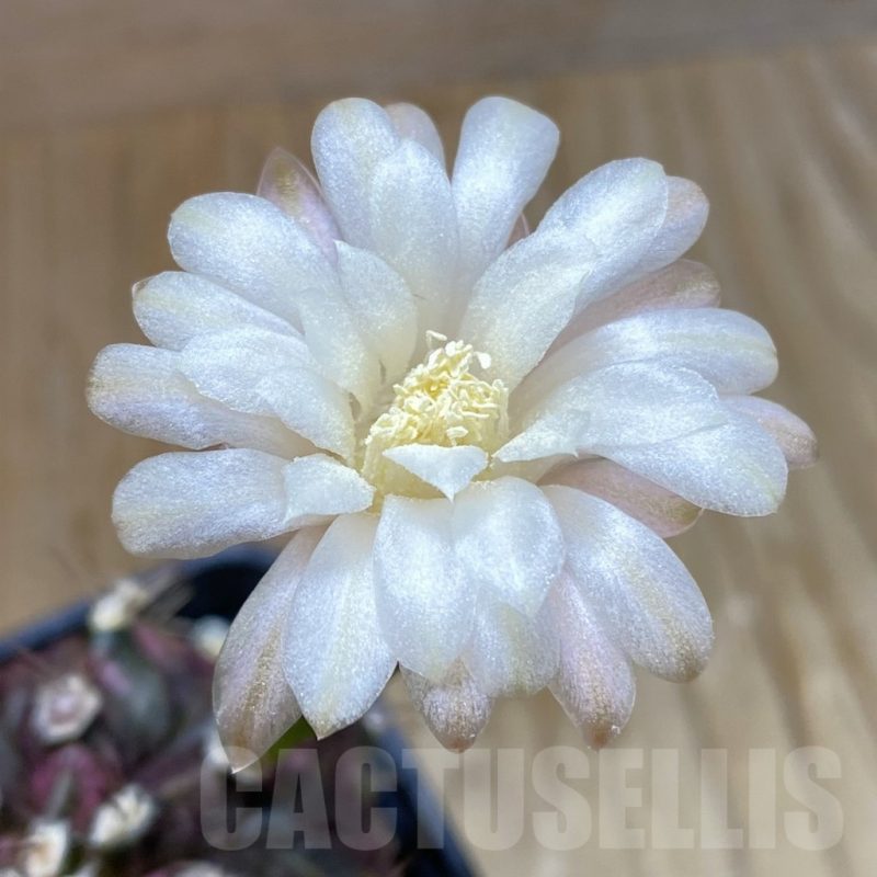 SH7501 Gymnocalycium mihanovichii 'T-Rex'