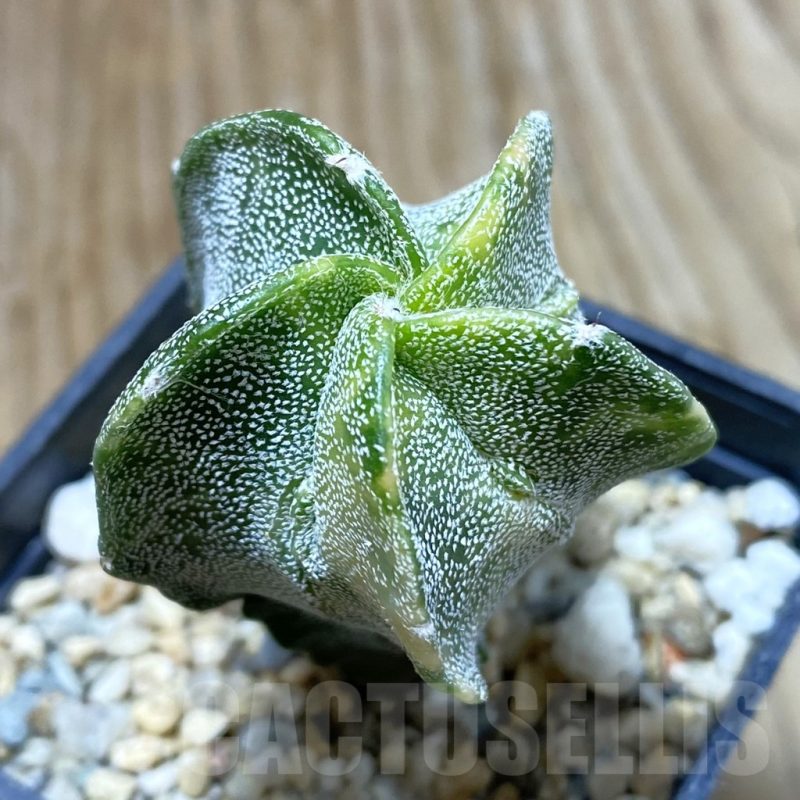 SH7502 Astrophytum myriostigma f. variegata